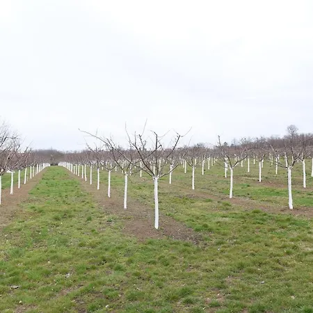 Διαμέρισμα Seosko Turisticko Domacinstvo Kajsija Τσάτσακ