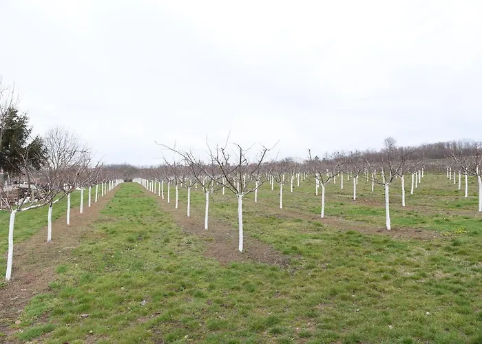 Апартаменты Seosko Turisticko Domacinstvo Kajsija Чачак